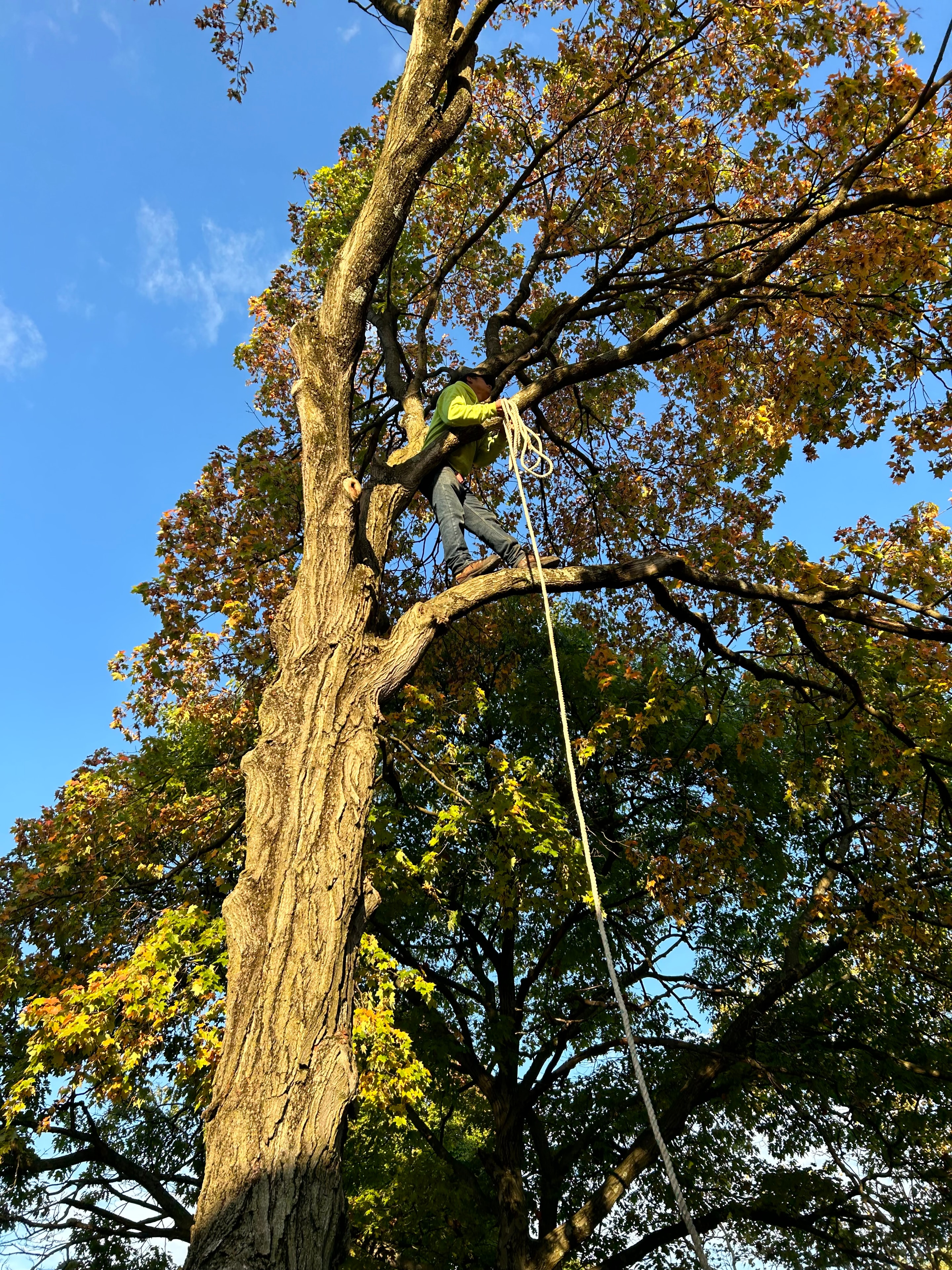 Professional tree trimming and removal services